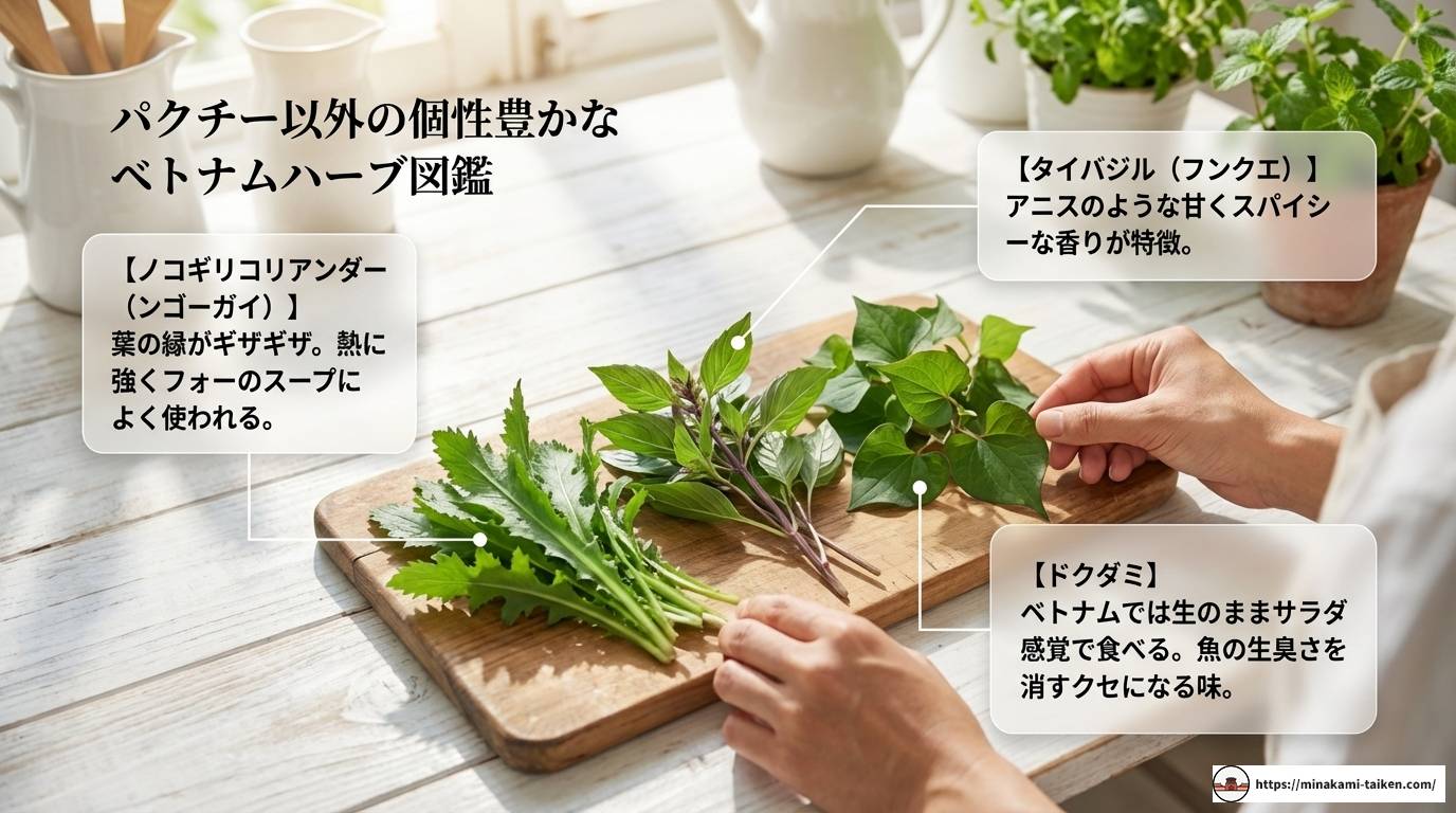 ベトナム料理のパクチーの魅力と本場の楽しみ方を徹底解説する