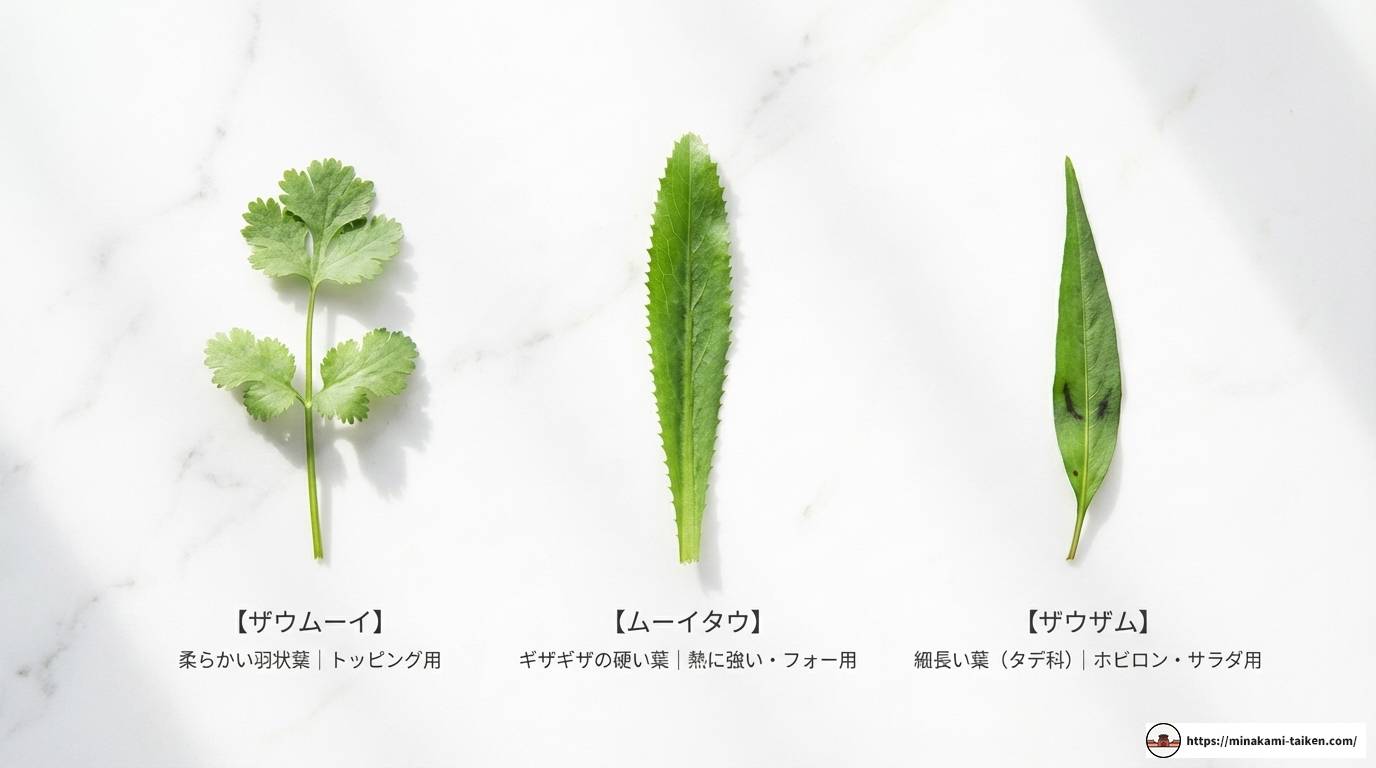 ベトナムのパクチー事情！種類や名前から楽しみ方まで徹底解説